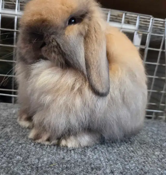 Tort American Fuzzy Lop Buck - Photo 3