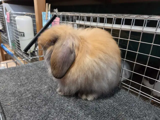 Tort American Fuzzy Lop Buck - Photo 4