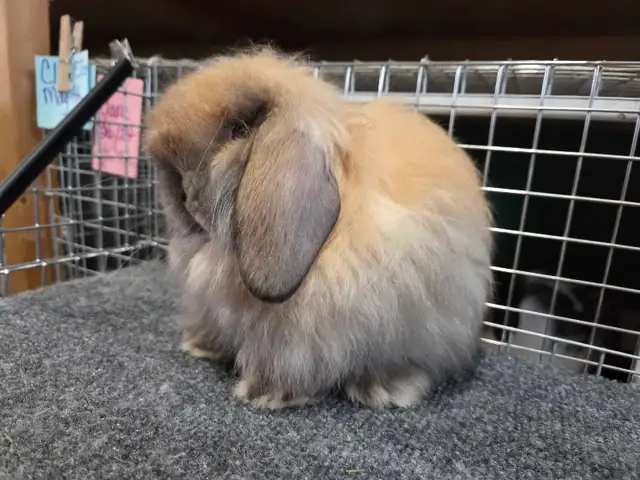 Tort American Fuzzy Lop Buck - Photo 5