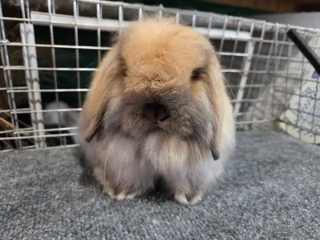 Tort American Fuzzy Lop Buck - Photo 6