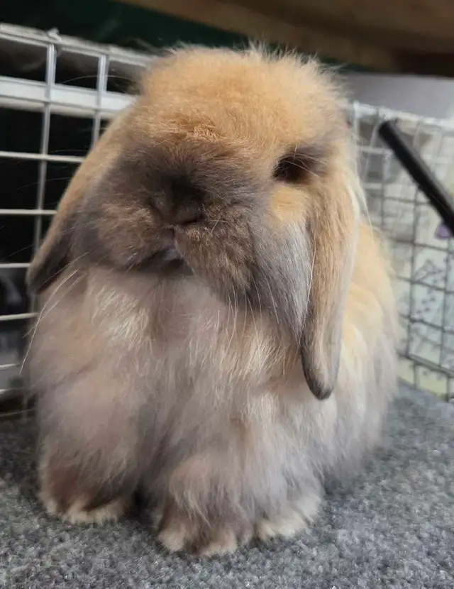 Tort American Fuzzy Lop Buck - Photo 7