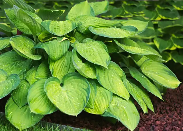 Hosta's for sale