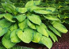 Hosta's for sale