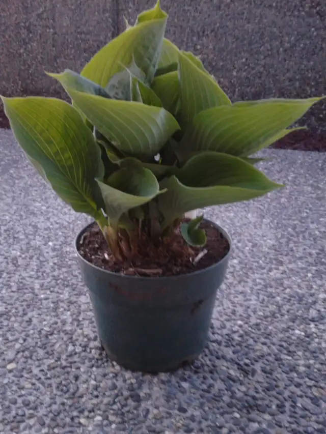 Hosta's for sale - Photo 2