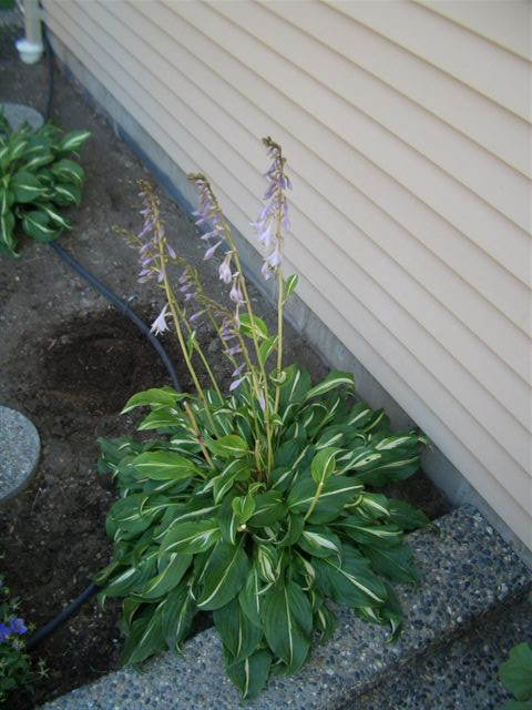 Hosta's for sale - Photo 3