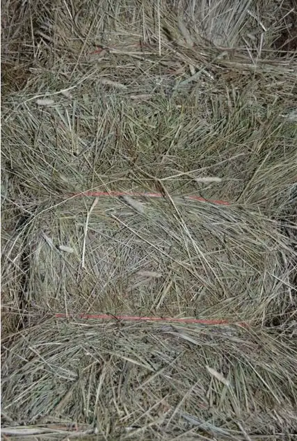 Small square hay bales 4-Sale - Photo 2