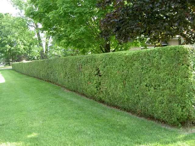 Property Maintenance - Photo 3