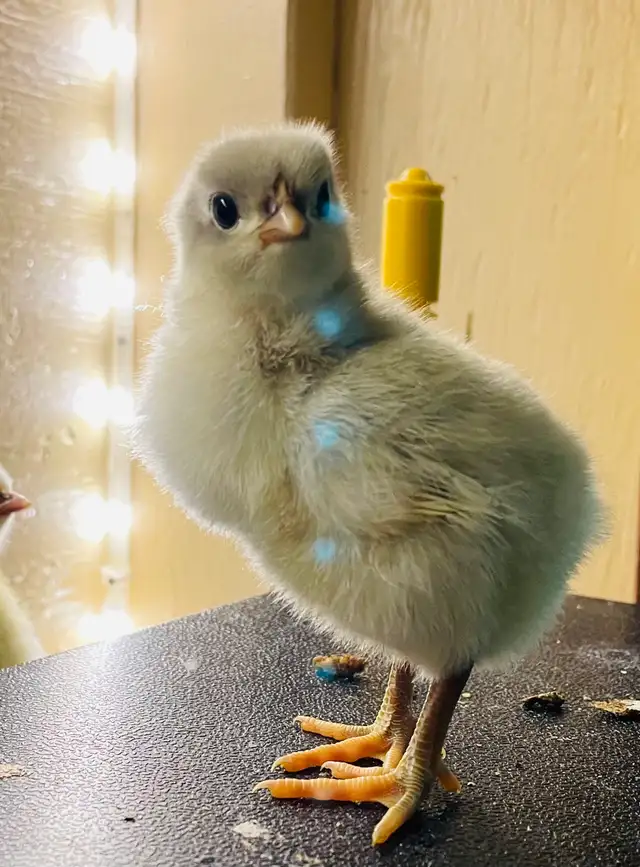 Jerset Giant chicks - Photo 3