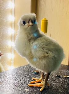 Jerset Giant chicks - Photo 3