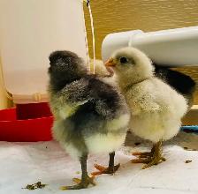 Jerset Giant chicks - Photo 4