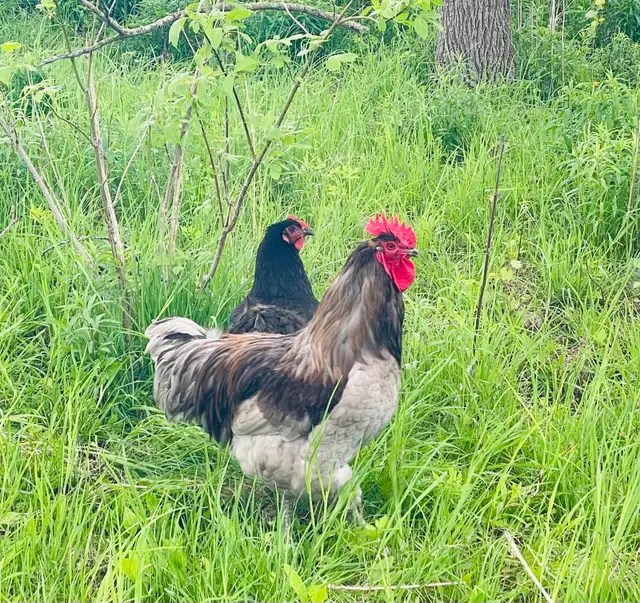 Jerset Giant chicks - Photo 6