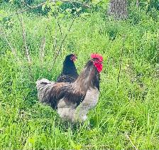 Jerset Giant chicks - Photo 6