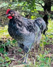 Jerset Giant chicks - Photo 7