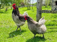 Jerset Giant chicks - Photo 8