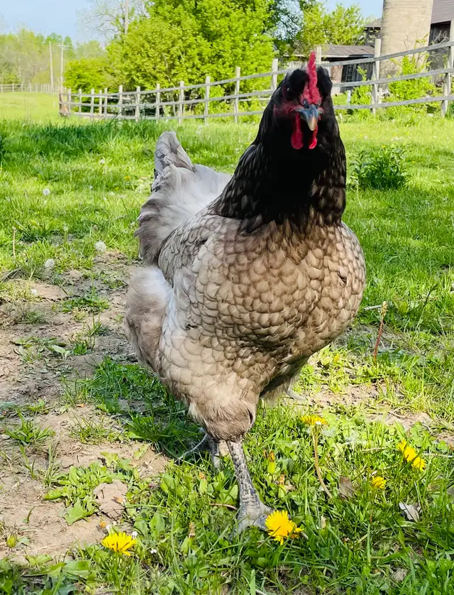 Jerset Giant chicks - Photo 9