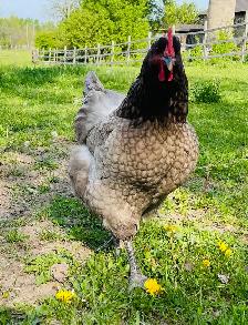 Jerset Giant chicks - Photo 9