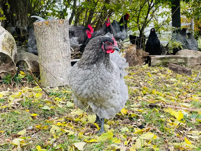 Jerset Giant chicks - Photo 10