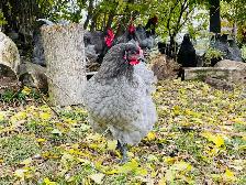 Jerset Giant chicks - Photo 10