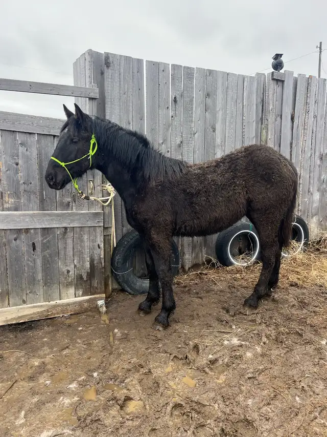 Percheron cross stud colt