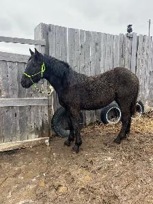 Percheron cross stud colt