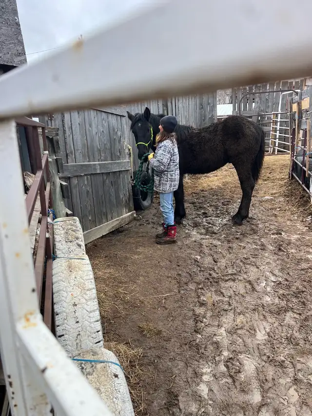 Percheron cross stud colt - Photo 2