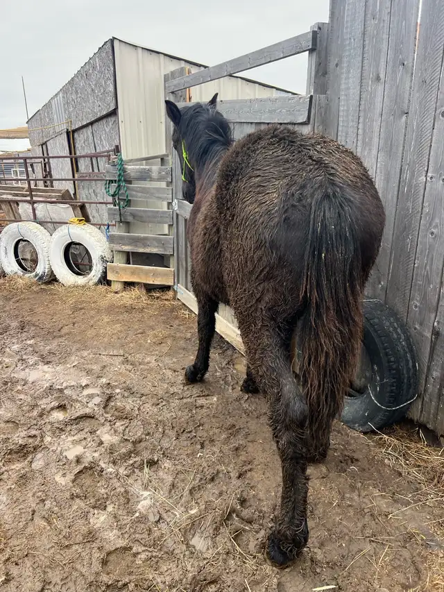Percheron cross stud colt - Photo 3