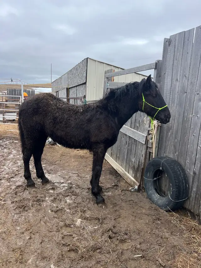 Percheron cross stud colt - Photo 4