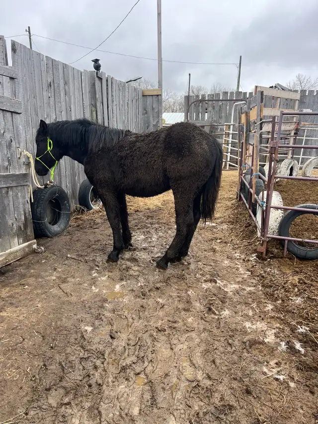 Percheron cross stud colt - Photo 5