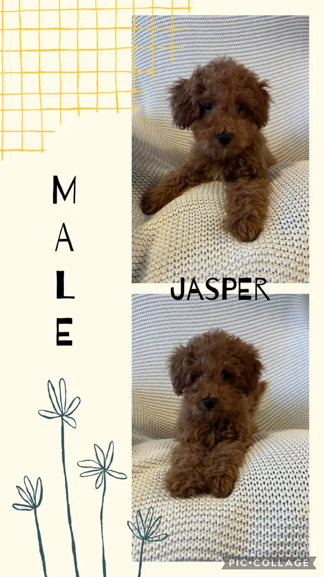 Adorable Cockapoo Puppies for Sale!