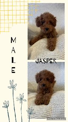 Adorable Cockapoo Puppies for Sale!