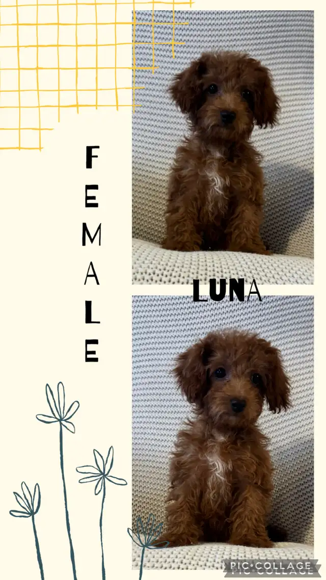 Adorable Cockapoo Puppies for Sale! - Photo 2
