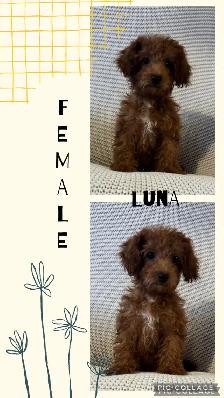 Adorable Cockapoo Puppies for Sale! - Photo 2