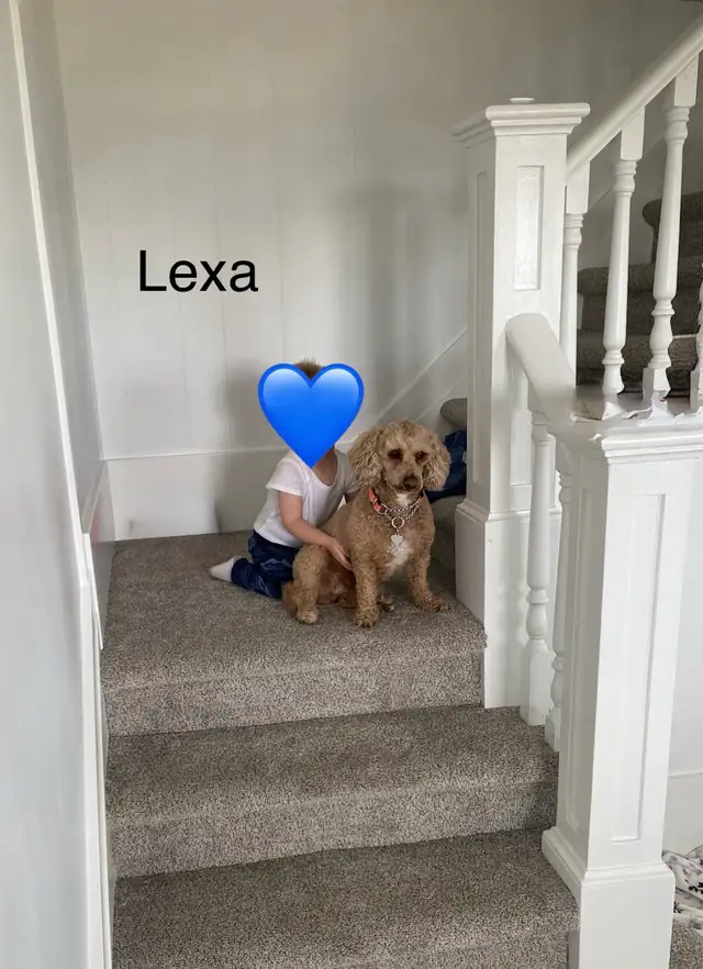 Adorable Cockapoo Puppies for Sale! - Photo 3