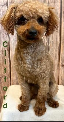 Adorable Cockapoo Puppies for Sale! - Photo 4