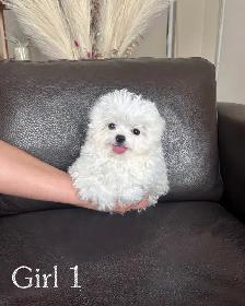 Teacup Bichon Frise Babies — Korean Lines — Rare