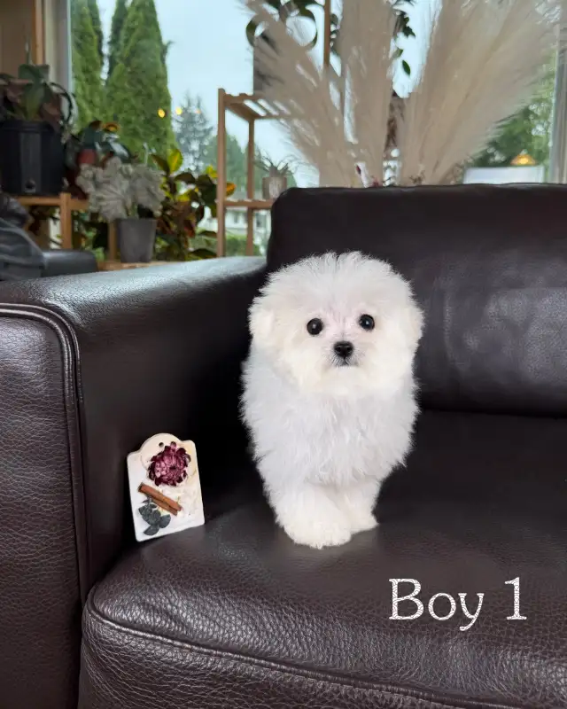 Teacup Bichon Frise Babies — Korean Lines — Rare - Photo 2