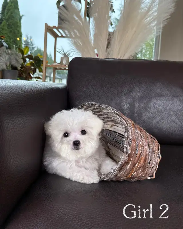 Teacup Bichon Frise Babies — Korean Lines — Rare - Photo 3