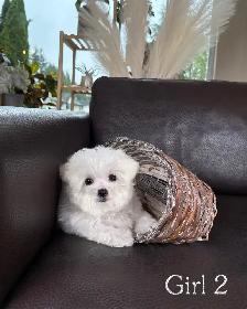 Teacup Bichon Frise Babies — Korean Lines — Rare - Photo 3