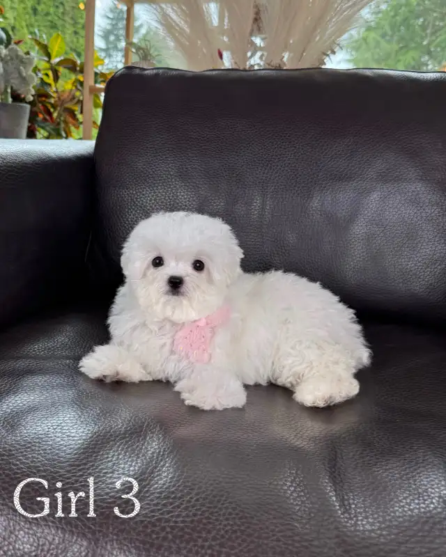 Teacup Bichon Frise Babies — Korean Lines — Rare - Photo 4