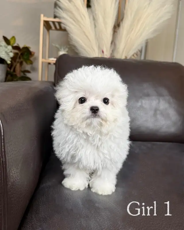 Teacup Bichon Frise Babies — Korean Lines — Rare - Photo 5
