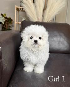 Teacup Bichon Frise Babies — Korean Lines — Rare - Photo 5