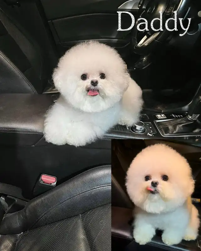 Teacup Bichon Frise Babies — Korean Lines — Rare - Photo 6