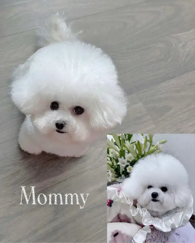 Teacup Bichon Frise Babies — Korean Lines — Rare - Photo 7