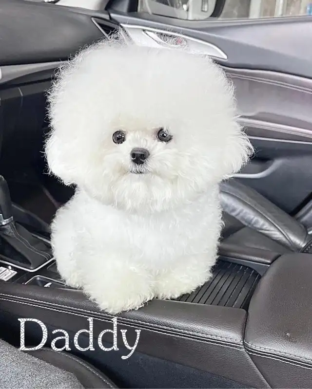 Teacup Bichon Frise Babies — Korean Lines — Rare - Photo 8