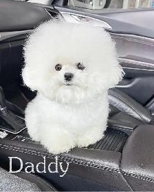 Teacup Bichon Frise Babies — Korean Lines — Rare - Photo 8