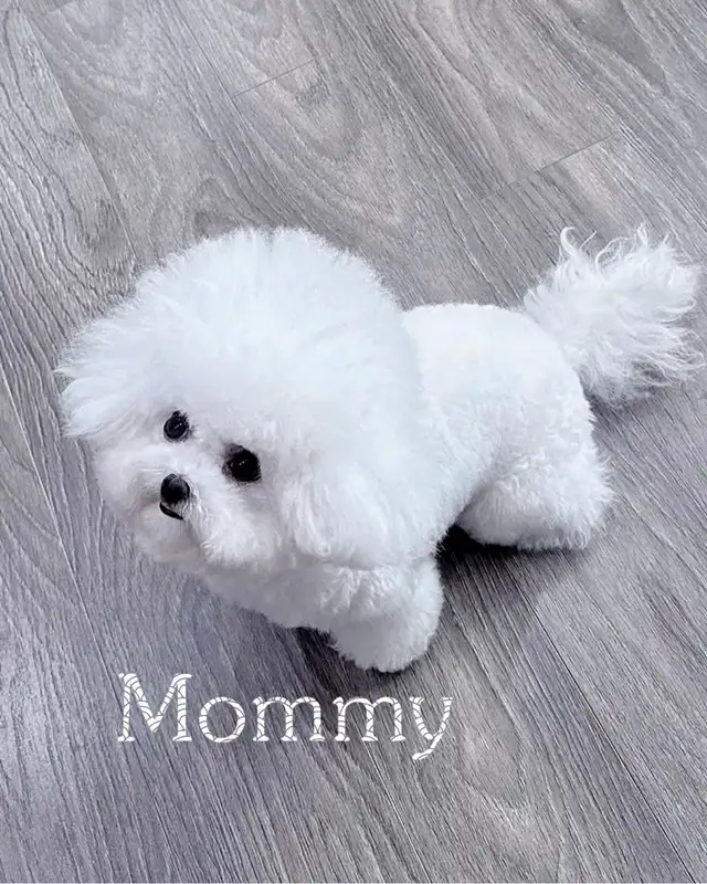 Teacup Bichon Frise Babies — Korean Lines — Rare - Photo 9