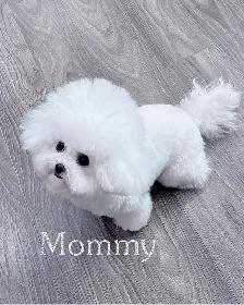 Teacup Bichon Frise Babies — Korean Lines — Rare - Photo 9