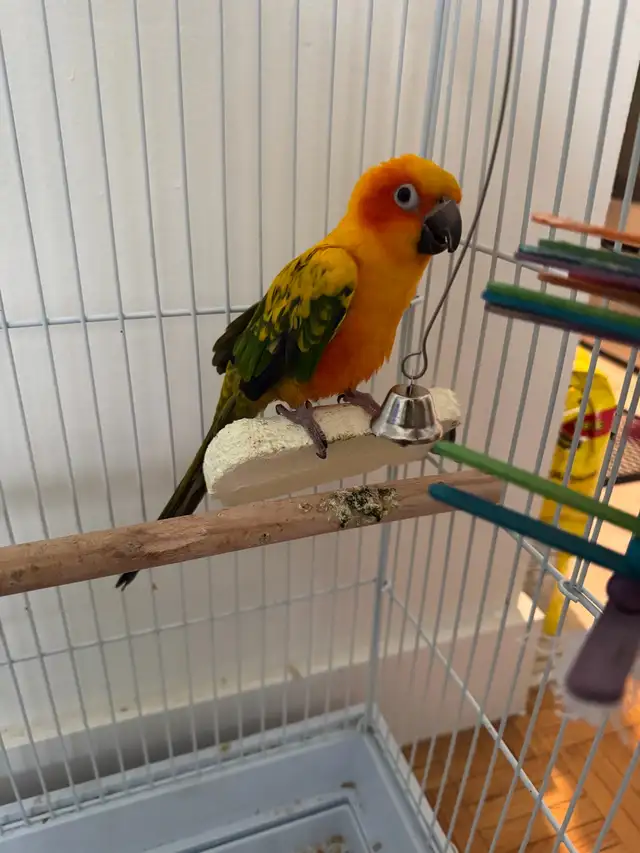 Sun Conure with Cage