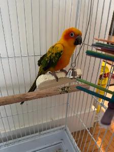 Sun Conure with Cage