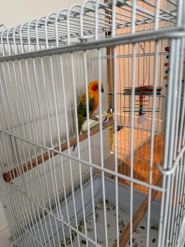 Sun Conure with Cage - Photo 2